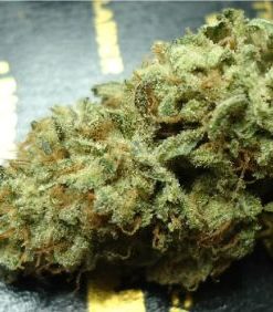 Bubble Gum