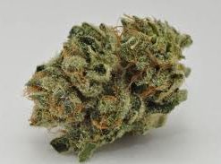 Original OG Kush