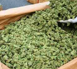 Outdoor Weed 1KG