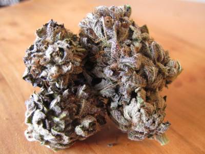 Purple Kush